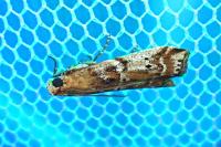 Delplanqueia dilutella/inscriptella