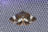 Tyta luctuosa