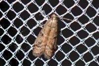 Ephestia woodiella/parasitella/elutella
