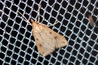 Udea numeralis