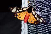 Arctia villica