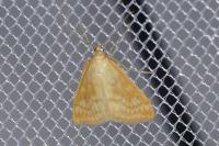 Sitochroa verticalis