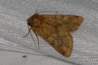 Conisania luteago olbiena