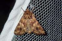 Conisania luteago olbiena