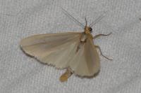 Eilema caniola