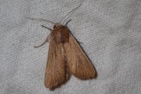 Mythimna sicula