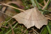 Gerinia honoraria
