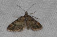 Gymnoscelis rufifasciata