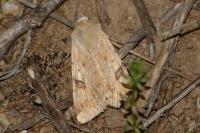 Heliothis peltigera