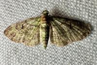 Pasiphila rectangulata