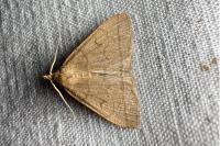 Herminia tarsipennalis