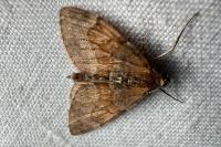 Thera obeliscata