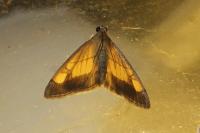 Evergestis limbata