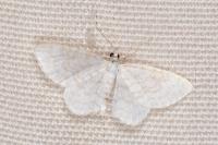 Asthena albulata