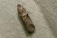 Acrobasis