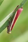 Oncocera semirubella