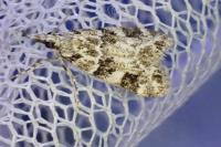 Eudonia delunella