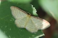 Idaea humiliata