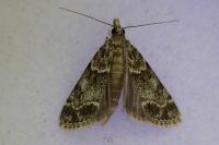 Eudonia mercurella