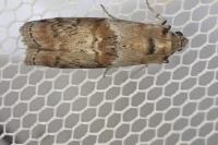 Phycita roborella