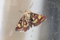 Pyrausta purpuralis