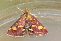 Pyrausta purpuralis
