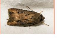 Agrotis ipsilon