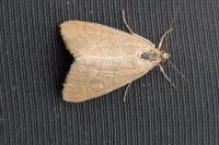 Evergestis aenealis