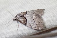 Nola cucullatella