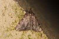 Aglossa pinguinalis