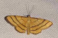 Idaea aureolaria