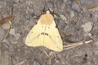 Spilarctia lutea