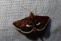 Pyrausta obfuscata
