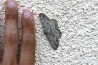 Hypomecis punctinalis