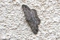 Hypomecis punctinalis
