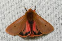 Phragmatobia fuliginosa
