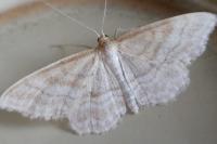 Idaea macilentaria
