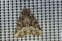 Oligia strigilis/versicolor