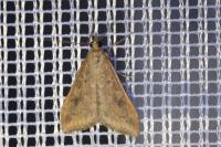 Udea ferrugalis
