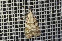 Scoparia pyralella