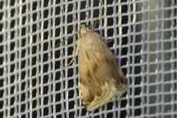 Eublemma ostrina
