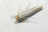 Eilema caniola