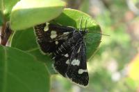 Eurrhypis pollinalis