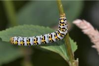 Cucullia scrophulariae
