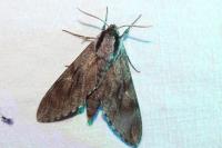 Hyloicus pinastri