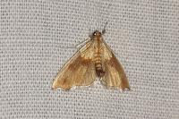 Agrotera nemoralis