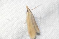 Anerastia lotella