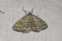 Scopula immorata