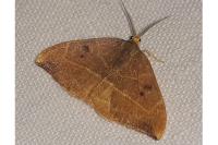 Watsonalla binaria