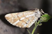 Bupalus piniaria